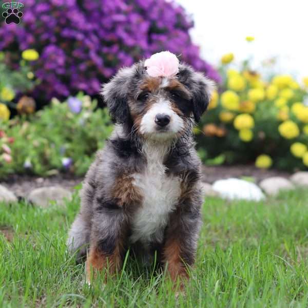 Taylor, Mini Bernedoodle Puppy